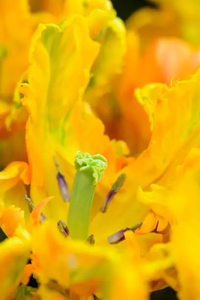 Close-up yellow parrot tulip flower in garden.