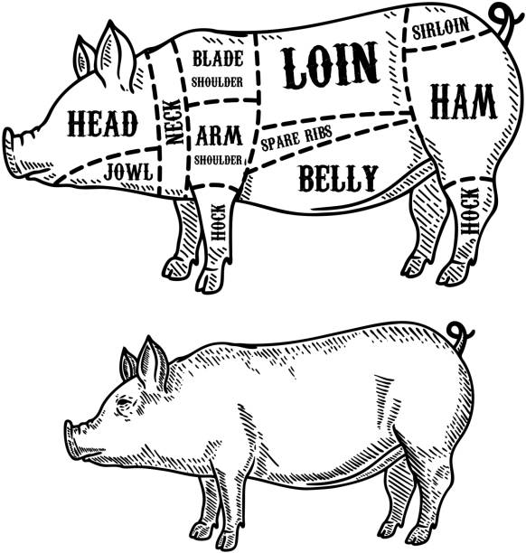 pig butcher diagram. Pork cuts. Design element for poster, card, emblem, badge. pig butcher diagram. Pork cuts. Design element for poster, card, emblem, badge. Vector image pork loin stock illustrations