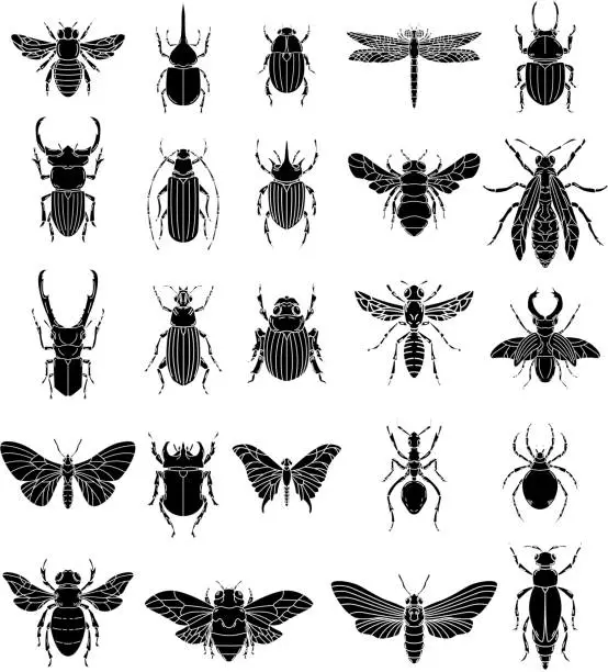 Vector illustration of Set of insects illustrations on white background. Design elements for  label, emblem, sign, badge.