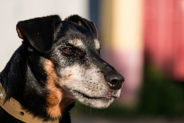 Jagdterrier looks with a stern gaze. German Hunting Terrier in half-profile