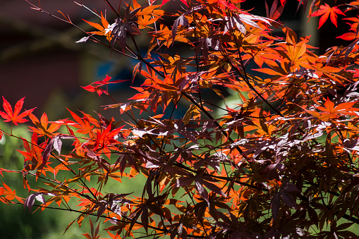 Red leaves of palmate maple. Japanese maple tree Atropurpureum (Acer palmatum)