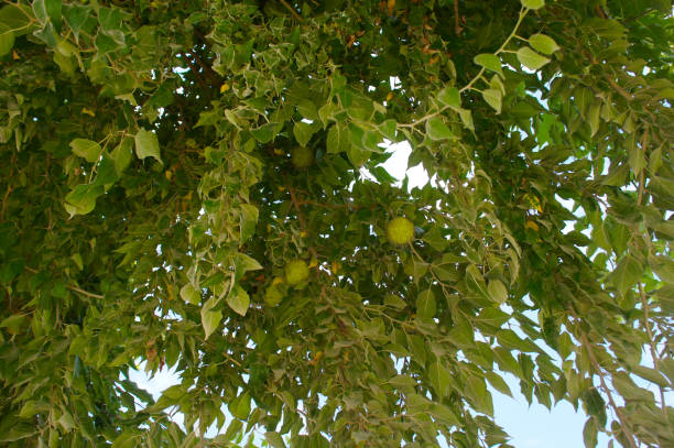 istock Maclura pomifera or osage orange green tree with fruits 960757834