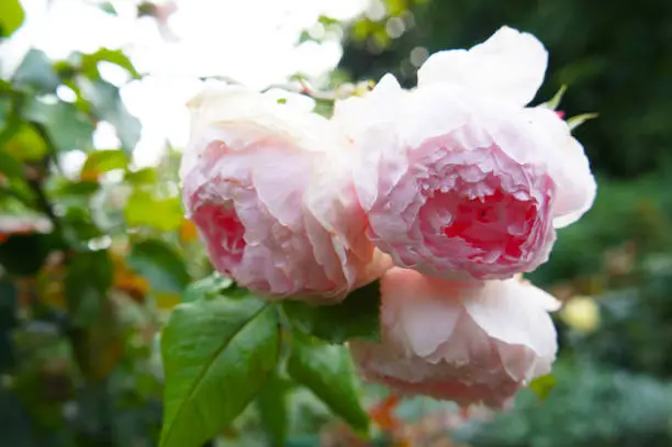 Photo of Pink hybrid tea colette climbing rose