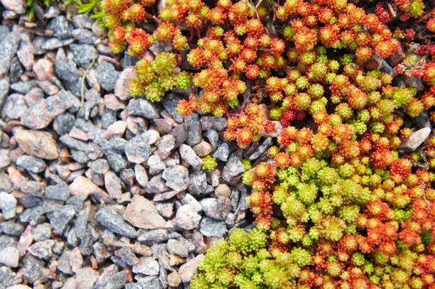 Sedum acre green and red plant with rocks copyspace