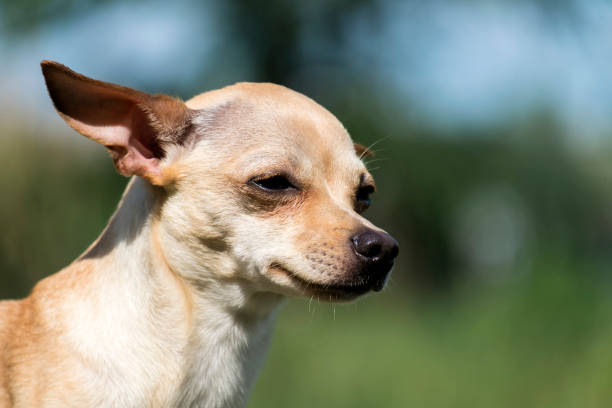 istock Russian smooth-coated Toy Terrier thought about the meaning of being (Canis lupus familiaris) 960758184