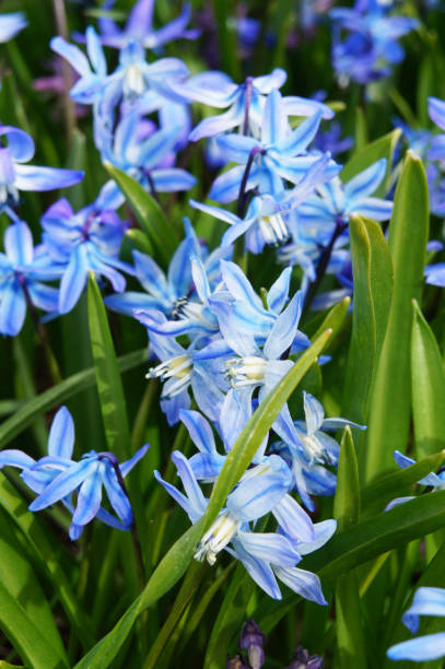 istock Blue scilla siberica spring flowers with green vertical 960758202
