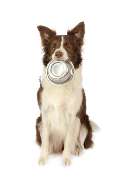 Collie border dog with empty bowl of dog food  in her mouth stock photo