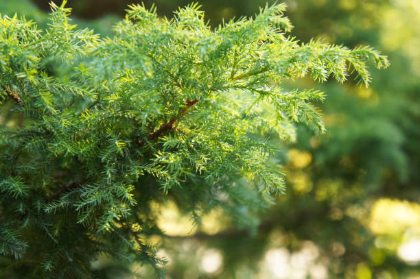 Green branch of juniperus virginiana or red cedar or eastern redcedar or virginian juniper or eastern juniper or pencil cedar or and aromatic cedar in sunlight stock photo