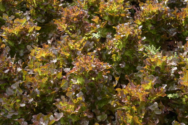 istock Growing organic vegetable farms 960761906