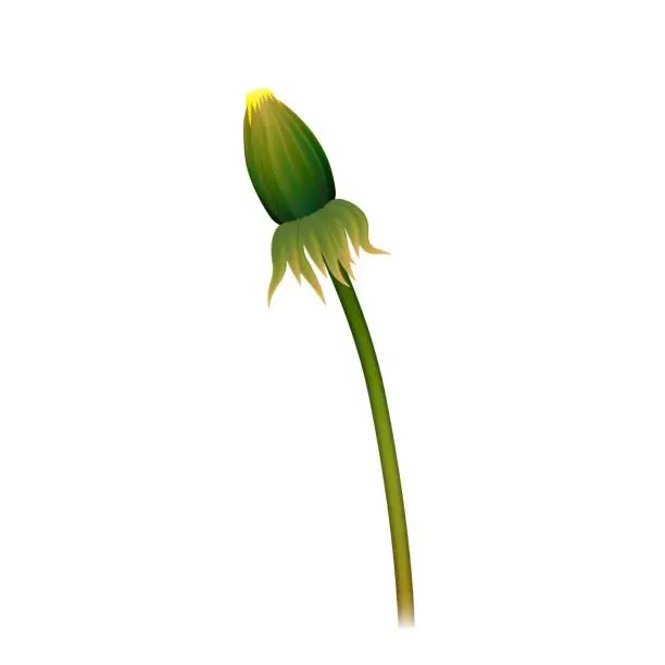 Vector illustration of Dandelion box stem realistic isolated