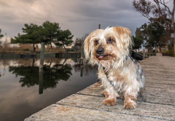 Happy brown cute with foliage bokeh background. Head shot of dog Yorkshire Terrier