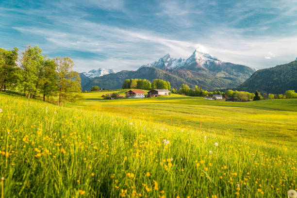 istock Idyllic landscape in the Alps with blooming meadows in springtime 960766064