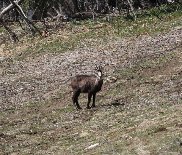 istock chamois grazing on mountain meadows 960767730