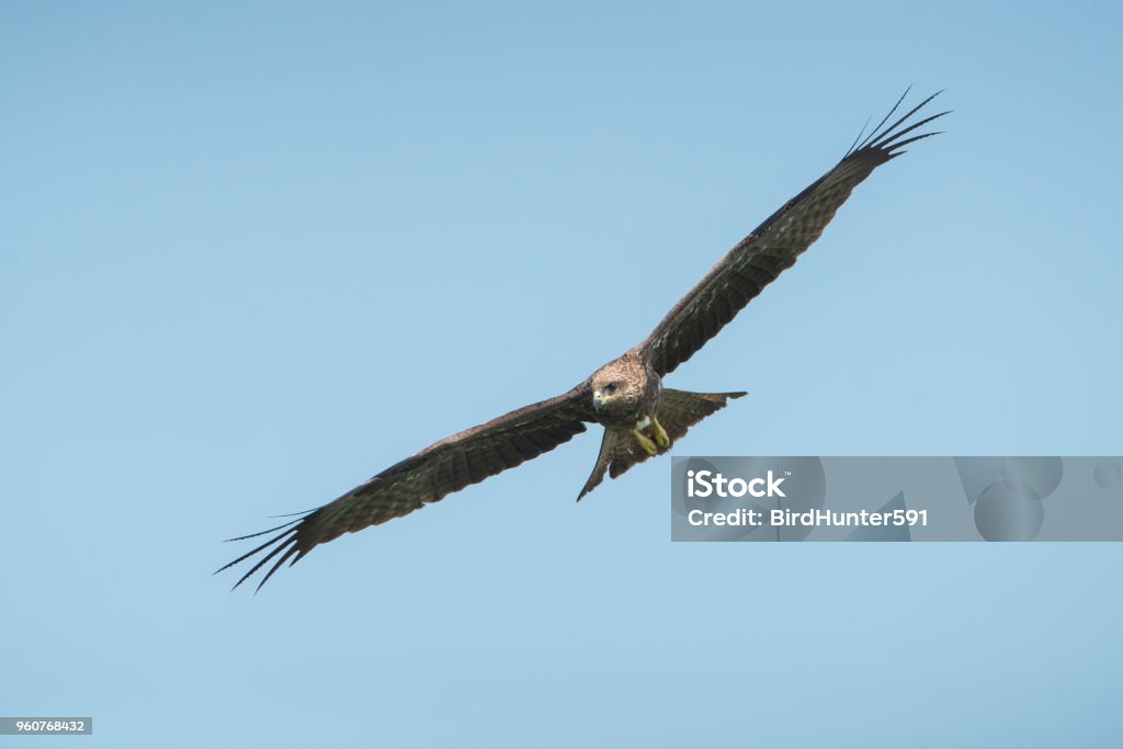 Bird Hunterblack Kite Stock Photo - Download Image Now - Animal, Animal  Body Part, Animal Wildlife - iStock