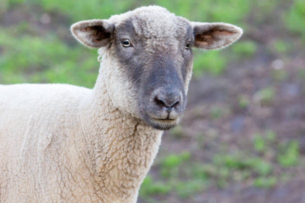 istock Portrait of a sheep 960769924
