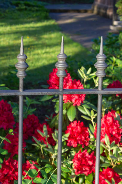 istock colorful flower blossom behind fence 960773310