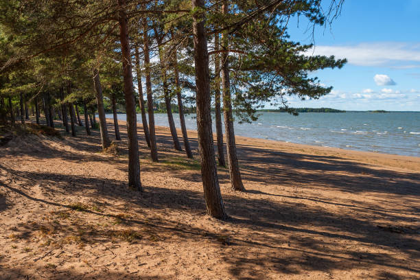 istock Pine forest on the sandy beach by a lake 960773326