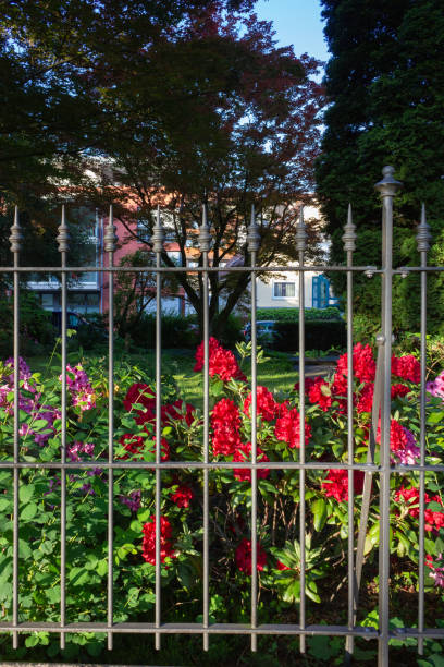 istock colorful flower blossom behind fence 960773332