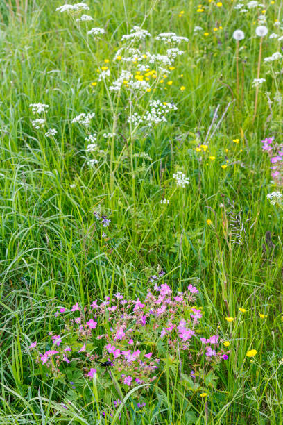 geranio de madera en un prado de verano - long grass uncultivated plant stage plant condition fotografías e imágenes de stock