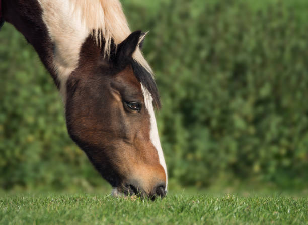Cob Horse grazing piecefully.