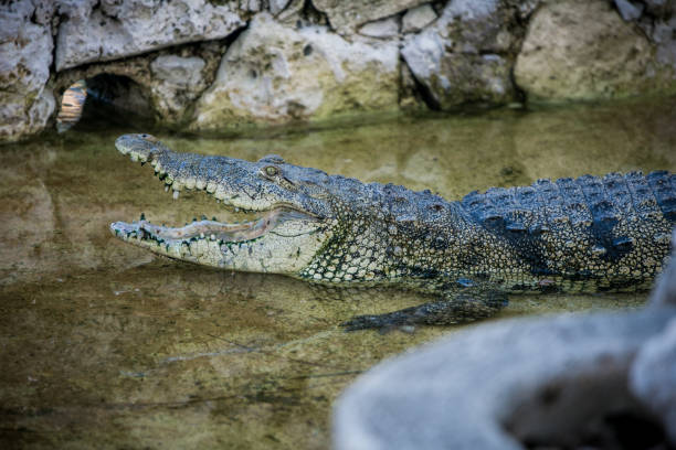 istock Crocodile with open mouth in water pond 960780488
