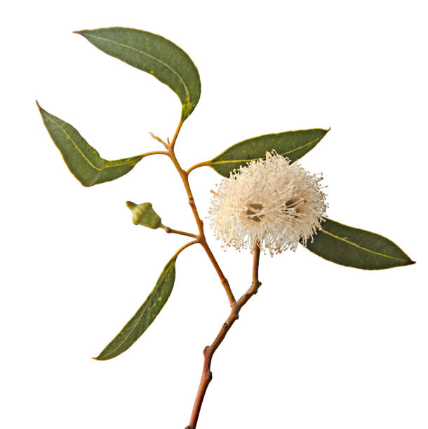 istock close up of eucalyptus flower 960781420