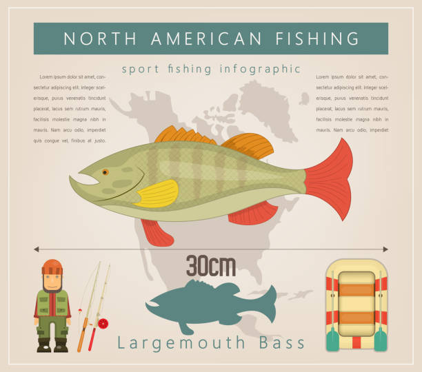 ilustrações de stock, clip art, desenhos animados e ícones de largemouth bass - fish prepared fish fishing bass