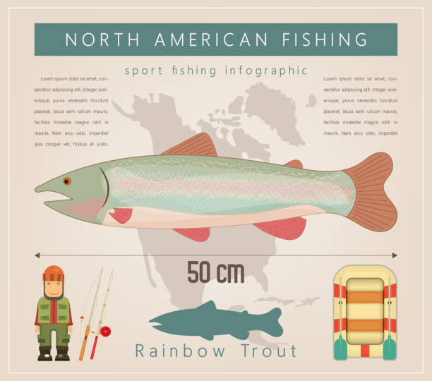 ilustrações de stock, clip art, desenhos animados e ícones de rainbow trout - trout fishing silhouette salmon