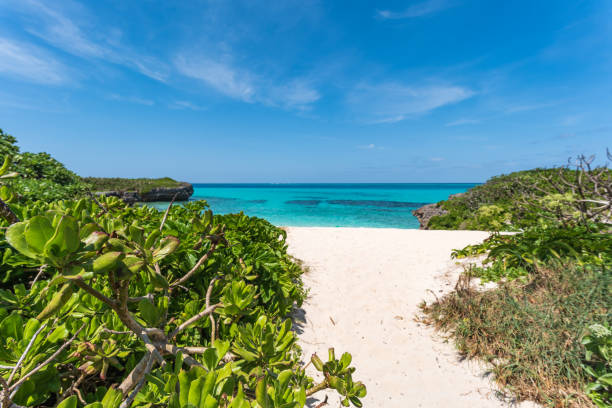 istock Okinawa's fascinating sea 960785022
