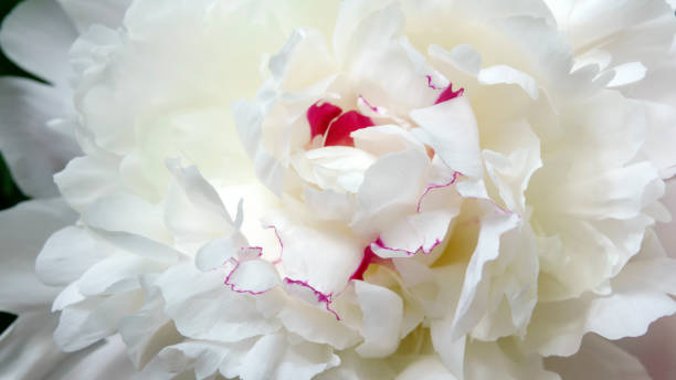 istock White peony flower close-up 960785250