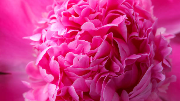 istock Red peony flower close-up 960785642