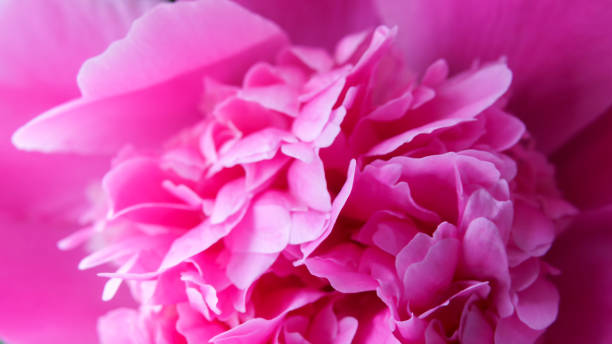 istock Red peony flower close-up 960785654