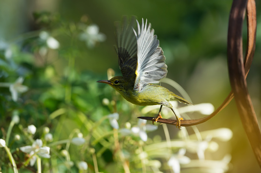 Brown-throated Sunbird or Plain-throated sunbird (Anthreptes malacensis),  female bird taking off from a fruit of Millingtonia hortensis, blurred Millingtonia hortensis flower background. Sunbird taking off.