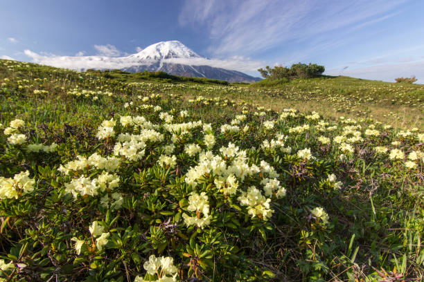 日の出カムチャツカの火山付近の花畑 - mountain sunset heaven flower ストックフォトと画像