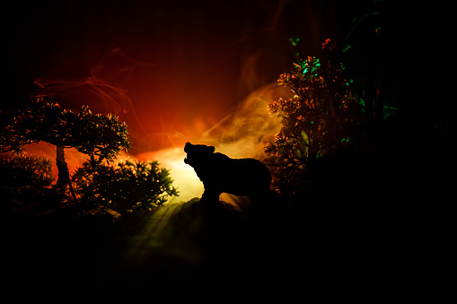 Oso enojado detrás el cielo nublado de fuego. La silueta de un oso en el fondo oscuro del bosque de niebla photo