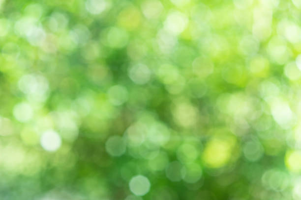 istock Natural green leaves white background. 960799212