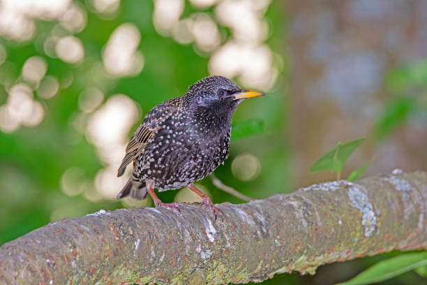 istock Starling bird sitting on a tree branch 960800026