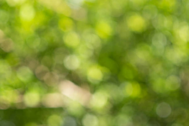 istock Natural green leaves white background. 960800554
