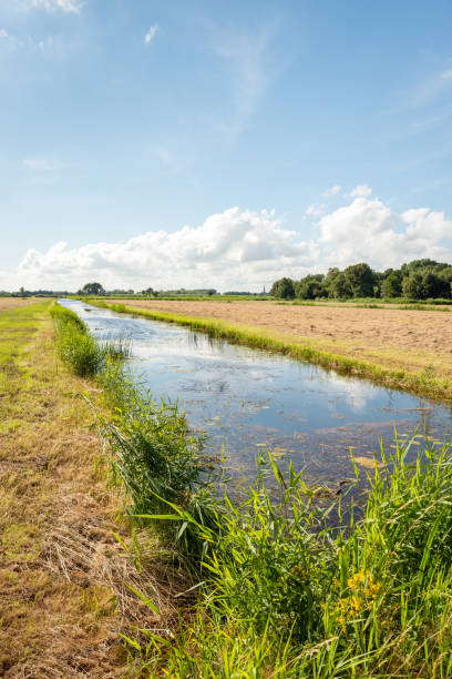 istock Typical Dutch rural landscape in summertime 960803150