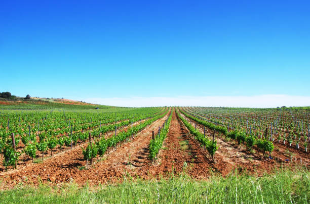 istock green vineyard at alentejo field 960803210