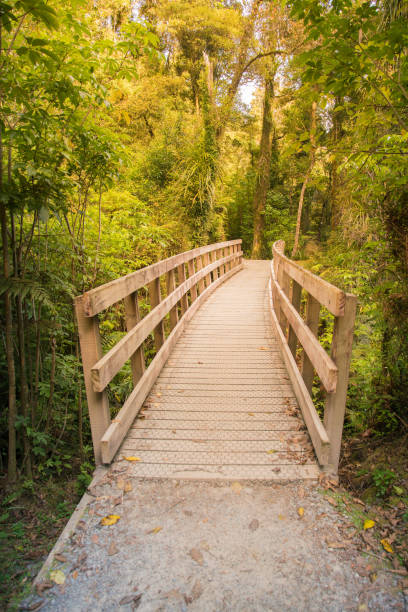 istock Wooden walkway leading to tropical deep forest jungle 960803286