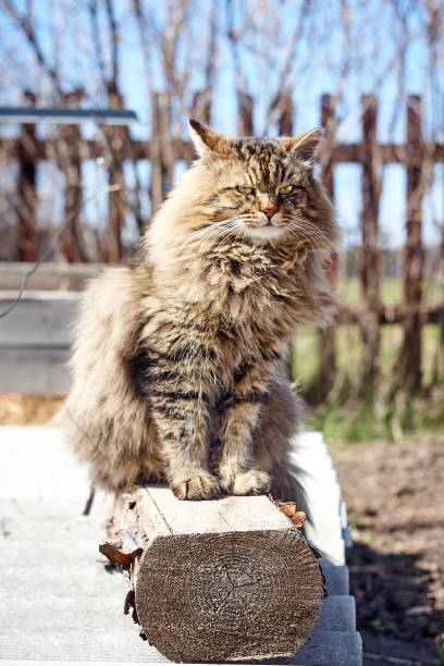 istock surprised furry siberian cat on log in garden 960804674