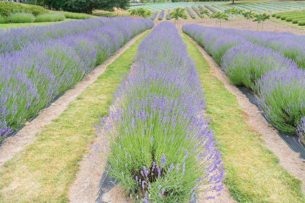 istock Violet lavender flower filed full bloom condition 960808190