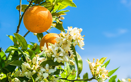 Orange tree branch with fresh fruits, blossoms and blue sky background