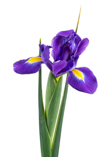 istock Beautiful dark purple iris flower 960814044