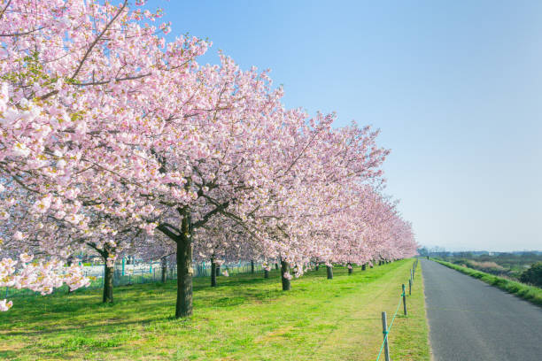 美しい桜並木や春の日の国の道路の横にある桜。