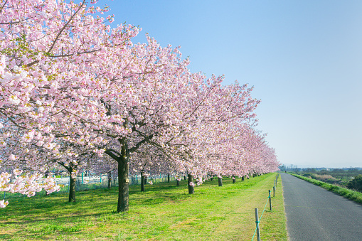 Beautiful cherry blossom trees or sakura blooming beside the country road in  spring day.