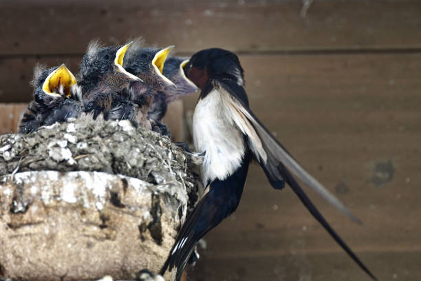 istock Parent and child of swallow 960814496