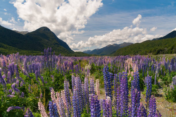 istock Purple colour full bloom lupine with mountain background 960814718