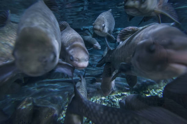 istock fish swimming in a pond 960817610